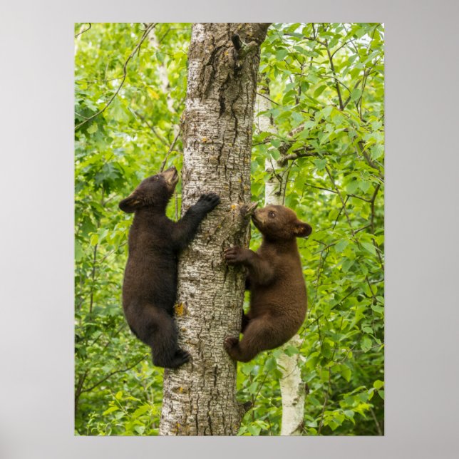 Black Bear Cubs Climbing Tree Poster (Front)