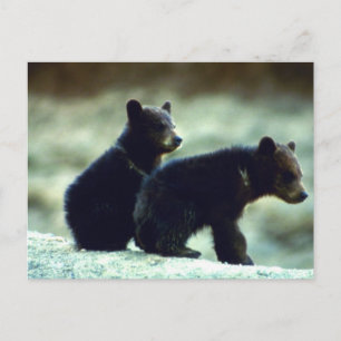 Black Bear cubs Postcard
