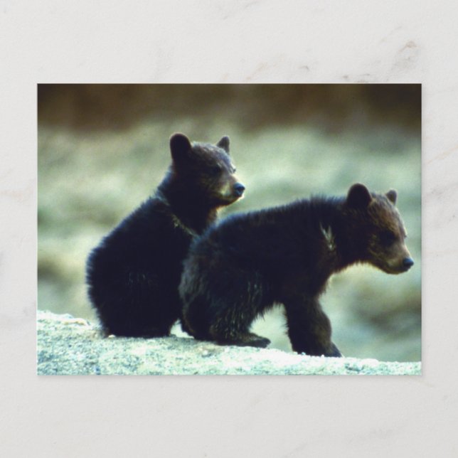 Black Bear cubs Postcard (Front)