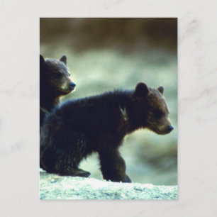 Black Bear cubs Postcard