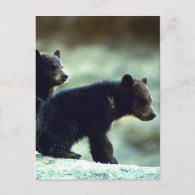 Black Bear cubs Postcard (Front)