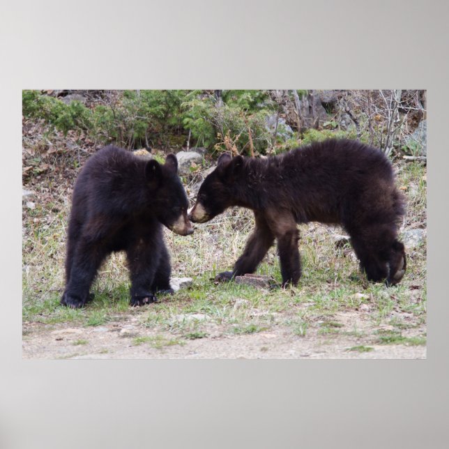 Black Bear Cubs Poster (Front)