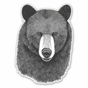 Black Bear Face original Animal art drawing  