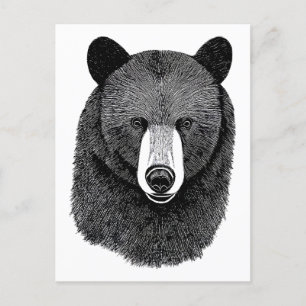 Black Bear Face original Animal art drawing  Postcard
