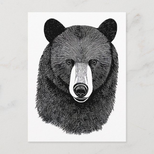 Black Bear Face original Animal art drawing  Postcard (Front)