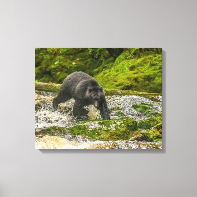 Black Bear Fishing | Qua Creek British Columbia Canvas Print (Front)