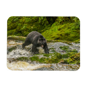 Black Bear Fishing   Qua Creek British Columbia Magnet