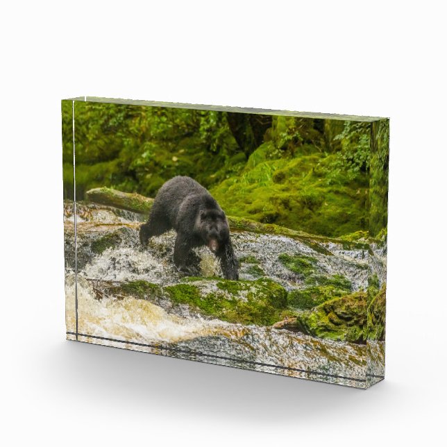 Black Bear Fishing | Qua Creek British Columbia Photo Block (Right)