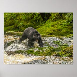 Black Bear Fishing Qua Creek British Columbia Poster