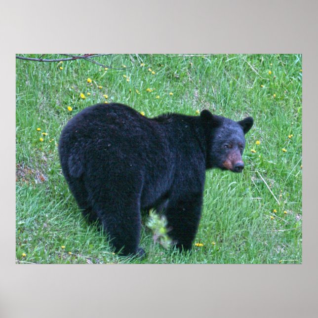 Black Bear Grazing on Green Grass Wildlife Poster (Front)