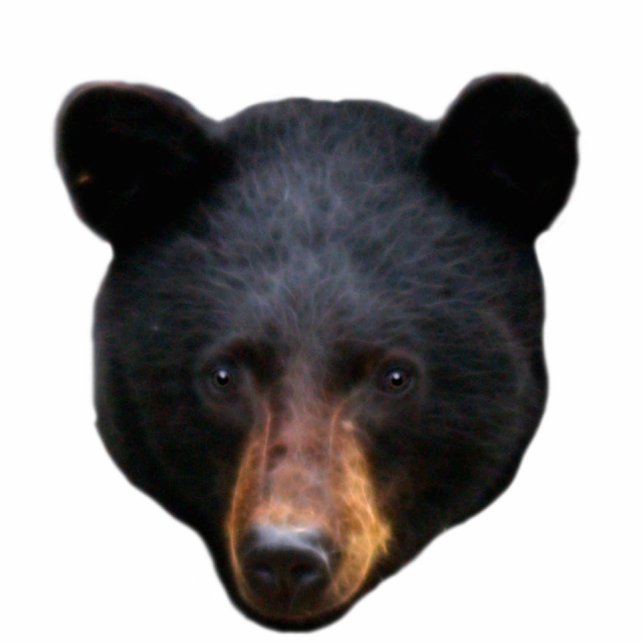 BLACK BEAR Head Sculpted Wildlife Art Gift Standing Photo Sculpture (Front)