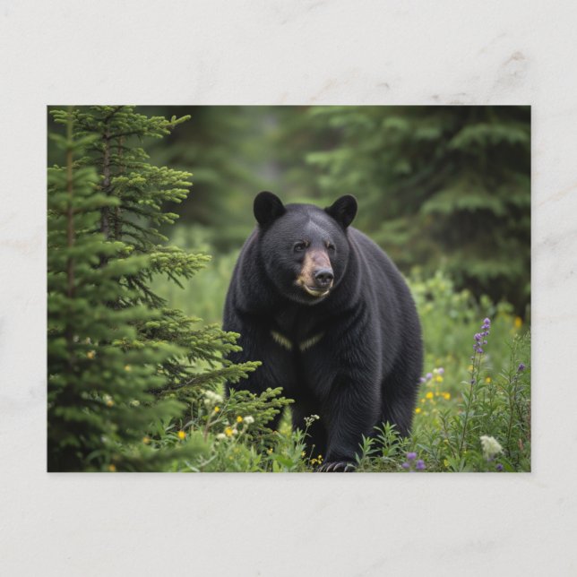 Black Bear in Banff National Park Canada Postcard (Front)