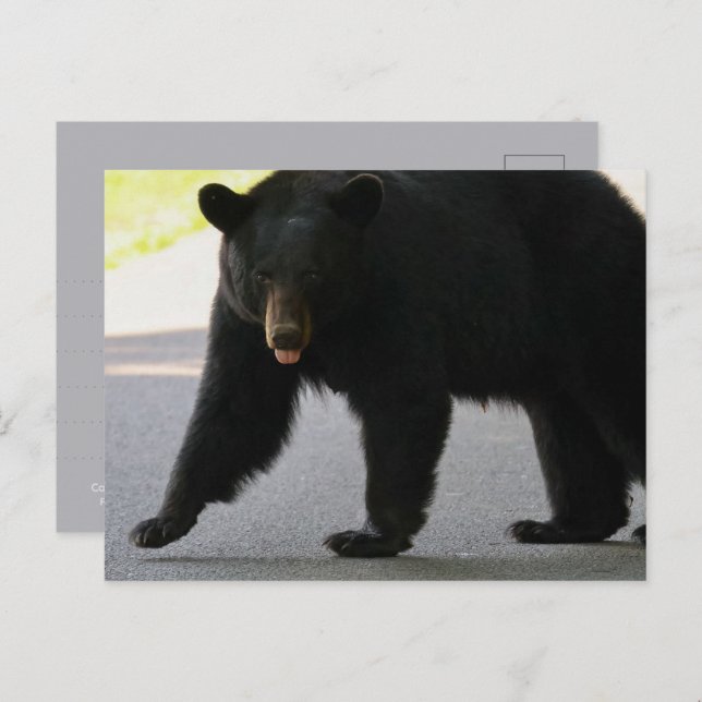 Black Bear in Cades Cove - Great Smokey Mountains  Postcard (Front/Back)