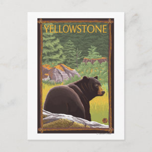 Black Bear in Forest - Yellowstone National Park Postcard