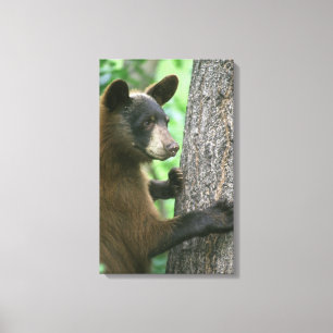 Black Bear in The Woods Canvas Print