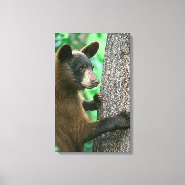 Black Bear in The Woods Canvas Print (Front)