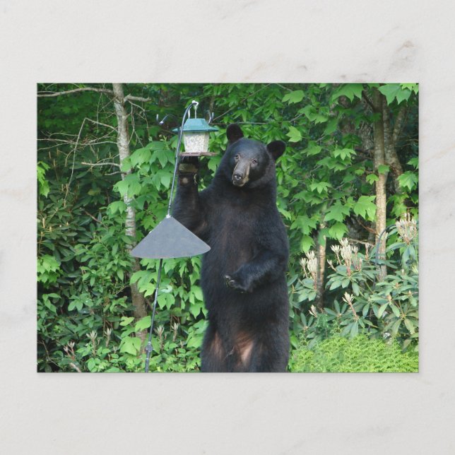Black Bear - "It's not what it looks like!" Postcard (Front)