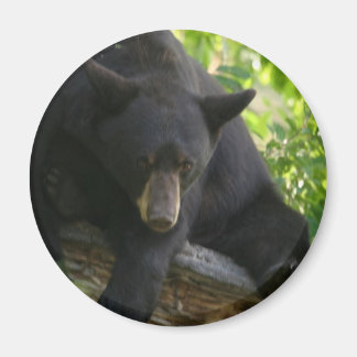 black bear magnet
