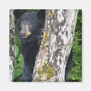 Black Bear Magnet