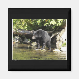 Black Bear Magnets
