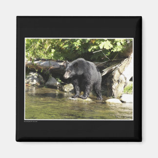 Black Bear Magnets