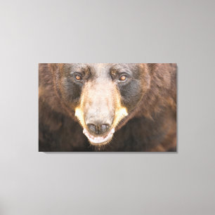 Black Bear, Michigan Canvas Print