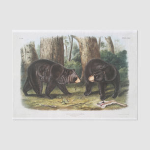 Black Bear of North America (1845) Decoupage Tissue Paper