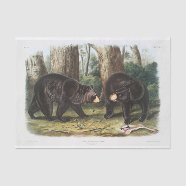 Black Bear of North America (1845) Decoupage Tissue Paper (Front)