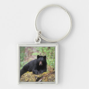 Black bear on an old growth log in the key ring