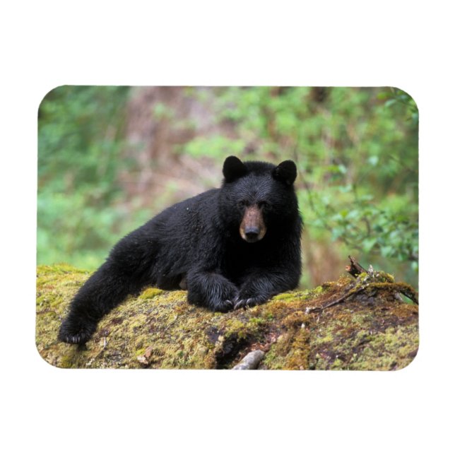 Black bear on an old growth log in the magnet (Horizontal)