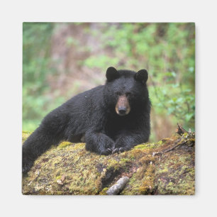 Black bear on an old growth log in the magnet