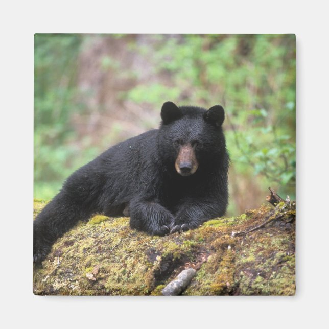 Black bear on an old growth log in the magnet (Front)