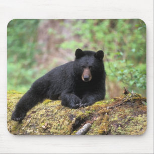 Black bear on an old growth log in the mouse mat