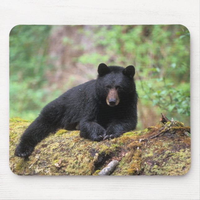 Black bear on an old growth log in the mouse mat (Front)