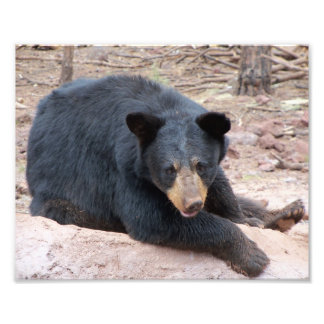 Black Bear Photo Print