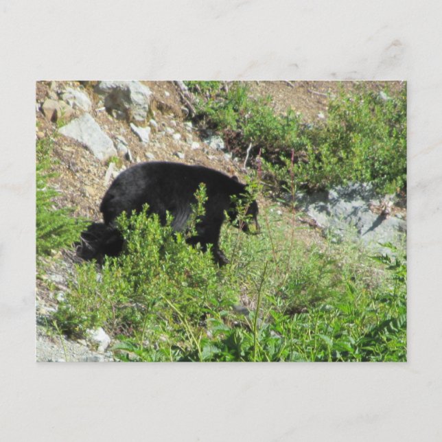 Black Bear Postcard (Front)