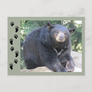 Black Bear Postcard
