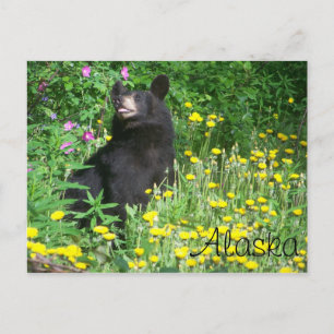 Black Bear Postcard