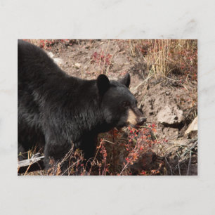 Black Bear Postcard
