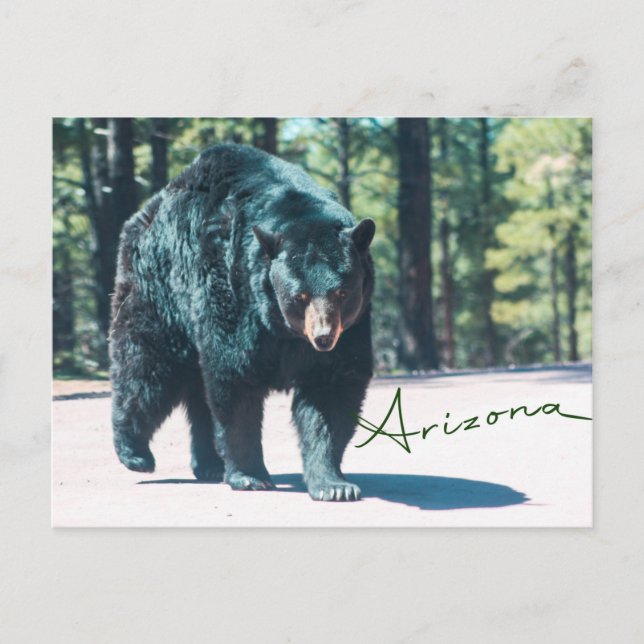Black Bear Postcard (Front)