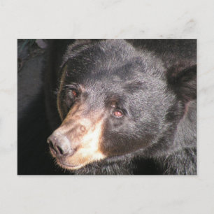 Black Bear Postcard