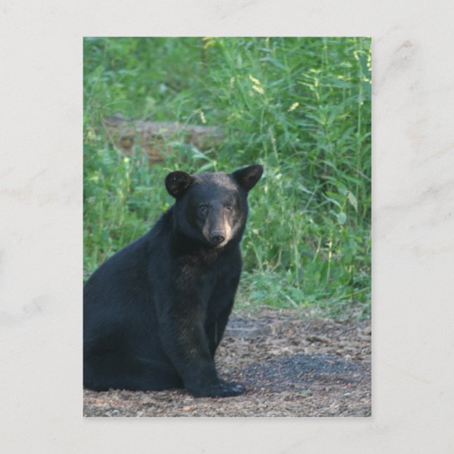 black bear postcard (Front)