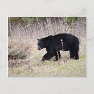 Black Bear Postcard