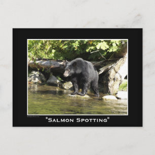 Black Bear Postcards