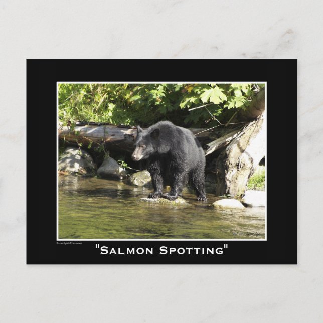 Black Bear Postcards (Front)