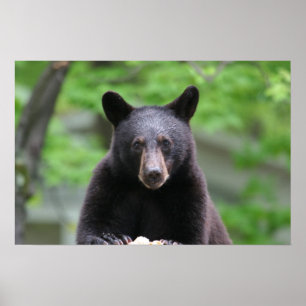 black bear poster
