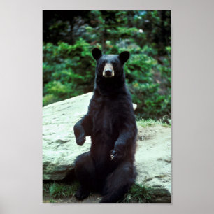 Black bear poster
