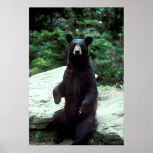 Black Bear Poster