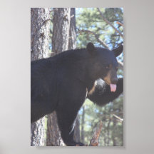 Black Bear