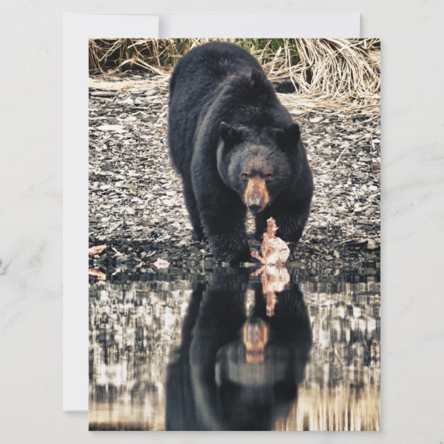 Black Bear Reflections (Front)